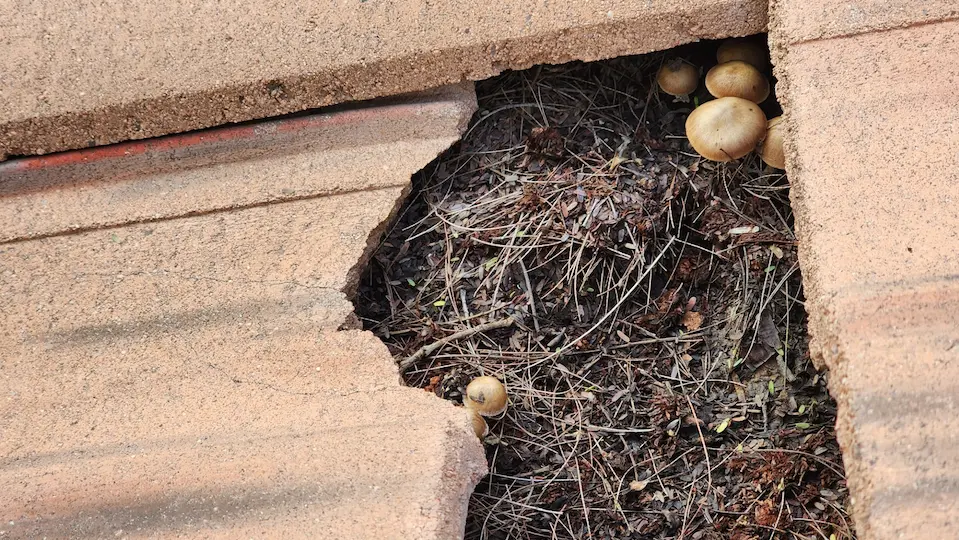 Broken concrete roof tile causing leak on Phoenix tile roof